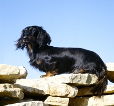 Dachshund_Longhaired_Mini