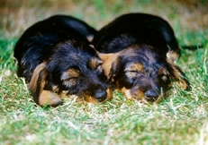 Dachshund_Puppies