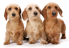 Dachshund_wirehair_miniature_tmb