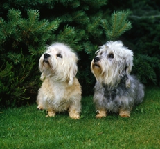 Dandie_Dinmont