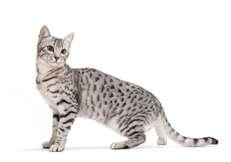 Egyptian Mau photo by Tetsu Yamazaki Animal Photography