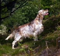 English_Setter_outdoors