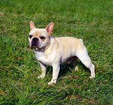 Fawn_French_Bulldogs