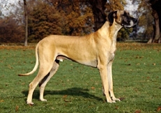 Fawn_Great_Dane