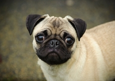 Fawn_Pugs