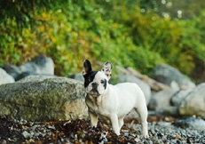 French_Bulldog_Outdoors