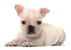 French_Bulldog_Puppies