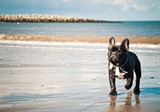 French_Bulldog_by_Leanne_Graham