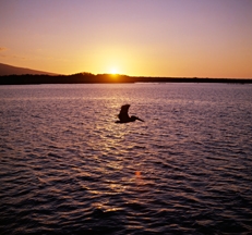 Galapagos Islands, Pelican © Animal Photography, Sally Anne Thompson