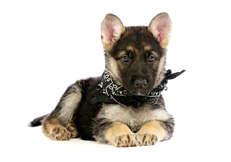 German_Shepherd_Puppy