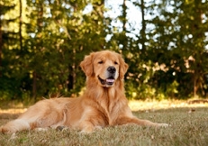 Golden_Retriever_outdoors