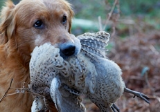 Golden_Retriever_retrieving