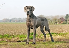 Great_Dane_Outdoors