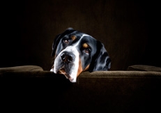 Great Swiss Mountain Dog by Karen Morgan