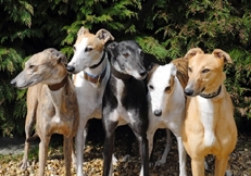 Greyhounds_photo_by_Judy_Zatonski