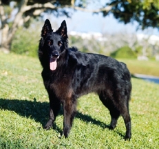 Groenendael_dog