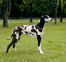 Harlequin_Great_Dane