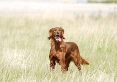 Irish_Setter_Eva_Maria_Kramer