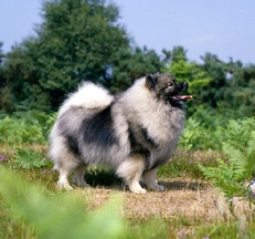 Keeshond_Sally_Anne_Thompson