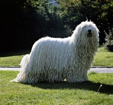 Komondor