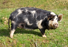 KuneKune Pig