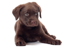 Labrador_Puppy_Tetsu_Yamazaki