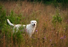 Labrador_outdoors