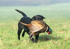 Labrador_retrieving