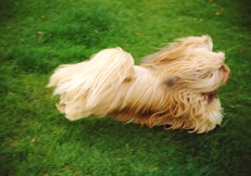 Lhasa_Apso_Ron_Willbie