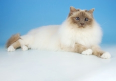 Lilac_point_Birman