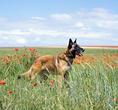 Malinois_dog_thmb