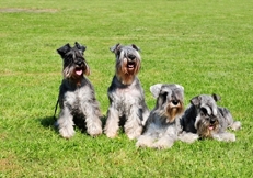 Miniature_Schnauzers