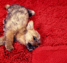 Norfolk_Terrier_Puppies