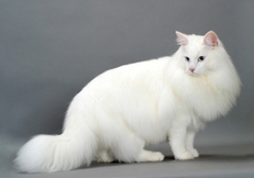 Norwegian Forest cat photo by Tetsu Yamazaki Animal Photography