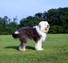 Old_English_Sheepdog_thmb