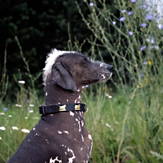 Peruvian Hairless Dog, Photo © Animal Photography, Sally Anne Thompson 