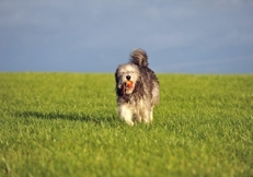 Polish_lowland_Sheepdog_thmb