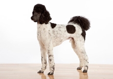 Poodle_standard_Barbara_OBrien