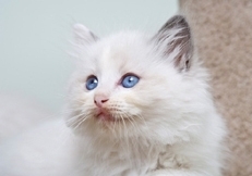 Ragdoll_kitten_photo