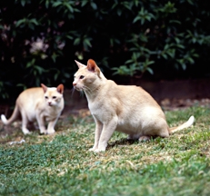 Red burmese cats photo by Sally Anne Thompson Animal Photography