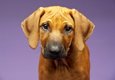 Rhodesian_Ridgeback_Puppy_Paul_Cotney