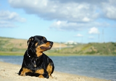 Rottweiler_thmb