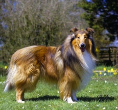 Rough_Collie_thmb