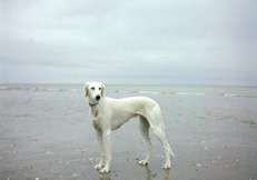 Saluki Dog Photo © Sally Anne Thompson