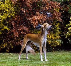 Saluki_Dog_Sally_Anne_Thompson