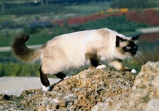 Seal_point_Birman