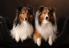 Shetland_Sheepdogs_Julie_Poole