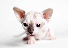 Sphynx kitten photo by Vidar Skauen Animal Photography