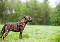 Staffordshire_Bull_Terrier_tmb