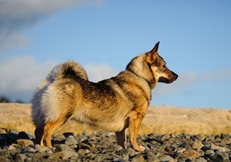 Swedish_Vallhund_thmb